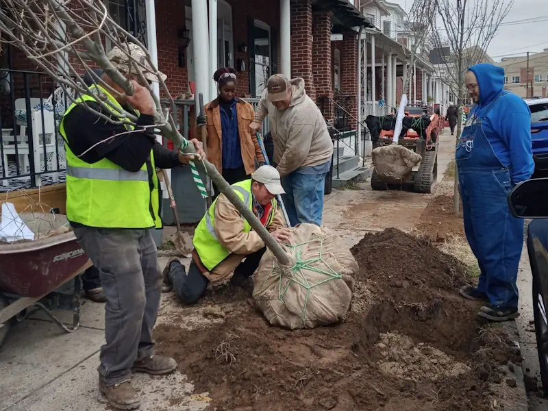 Isles team planting a tree on a sidewalk pathway
