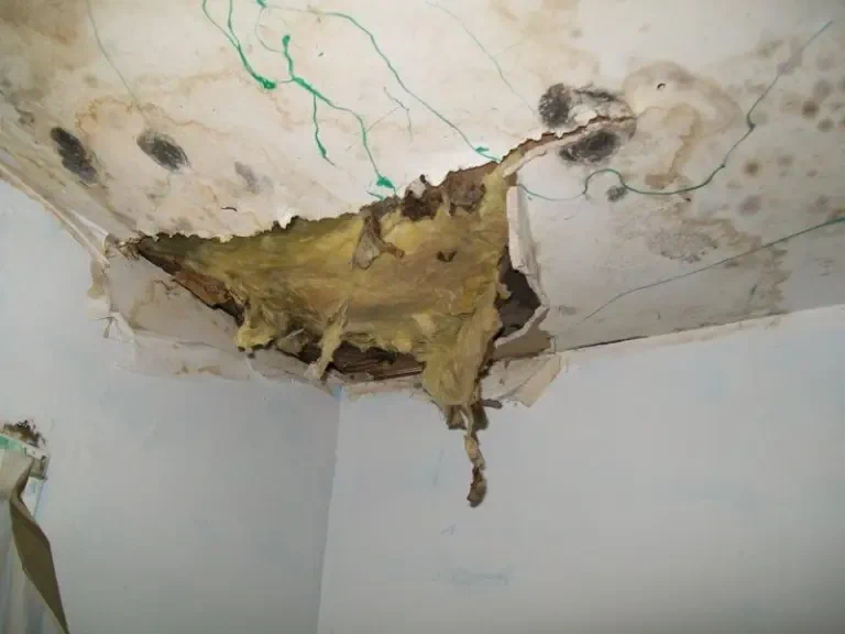Ceiling caving in from mold and moisture contamination