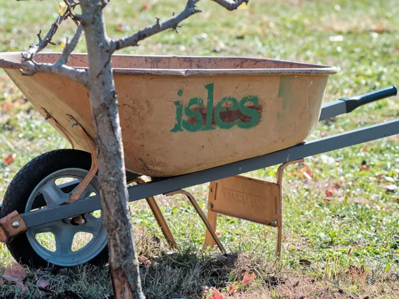 Isles wheel barrow by a newly-planted tree